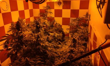 Coltiva marijuana nel bagno di casa, scoperta una serra con 40 piante