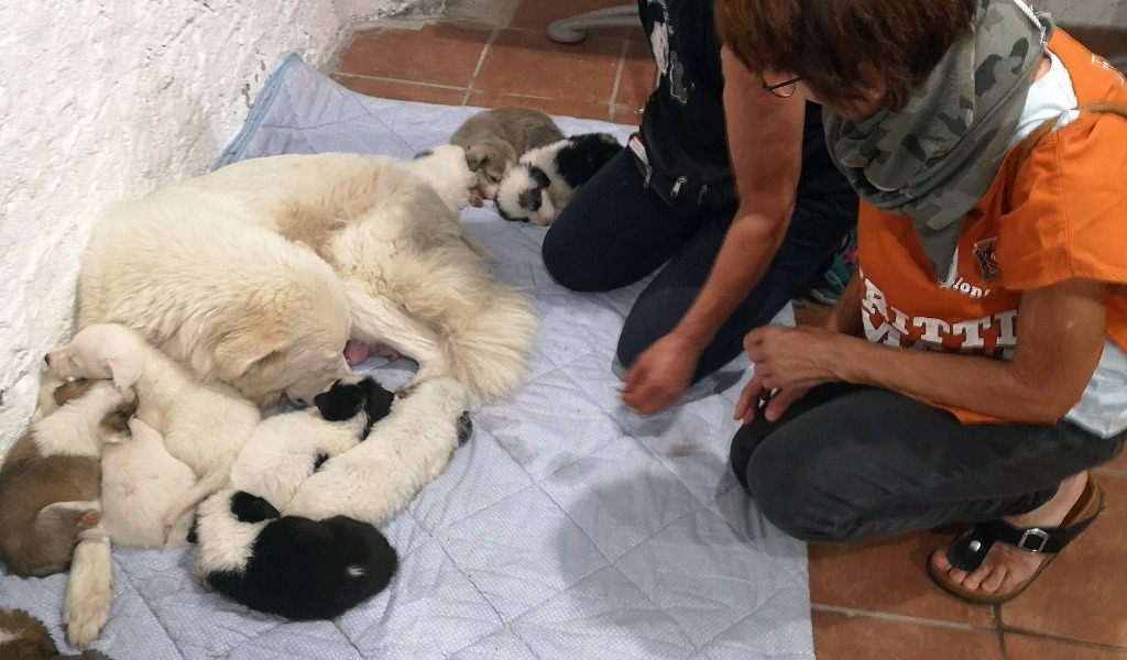 Liberati undici cuccioli e la loro mamma segregati in un’abitazione privata disabitata: cercano una nuova famiglia FOTO