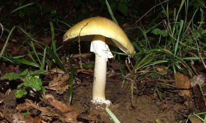 Avvelenato dai funghi raccolti in giardino: 50enne rischia il trapianto di fegato