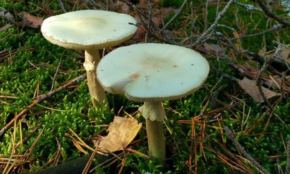 Mangia i funghi raccolti nell’aiuola, le devono trapiantare il fegato