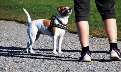 Passeggiare con il cane: regole e comportamenti in vigore da oggi