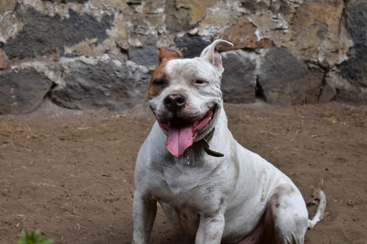 Ragazzina aggredita da pitbull: l’Ats obbliga i proprietari a portare il cane “da uno psicologo”
