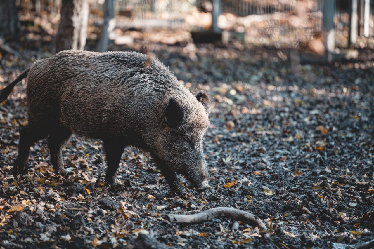 Peste suina: stop all’import di animali da paesi focolaio