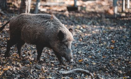 Peste suina: stop all'import di animali da paesi focolaio