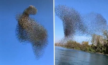 L’ipnotico video del volo degli stormi d’uccelli sull’Adda
