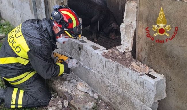 Soccorsi 400 maiali dopo il crollo del tetto dell'allevamento VIDEO