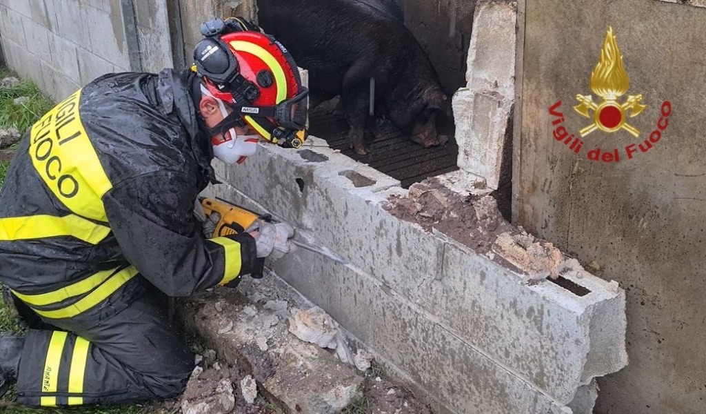 Soccorsi 400 maiali dopo il crollo del tetto di un allevamento FOTO e VIDEO