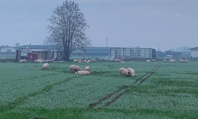 Camion carico di maiali si ribalta: decine di animali fuggono nei campi
