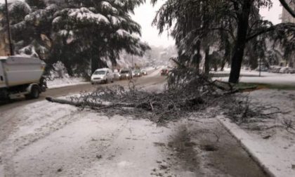 Forti nevicate nel Pavese, alberi caduti e disagi alla circolazione stradale