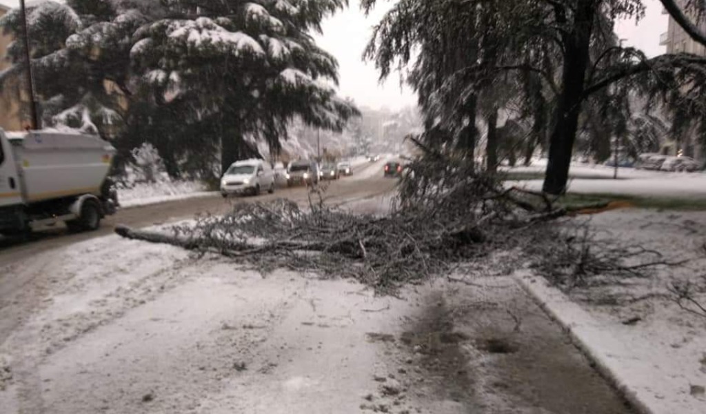 Forti nevicate nel Pavese, alberi caduti e disagi alla circolazione stradale