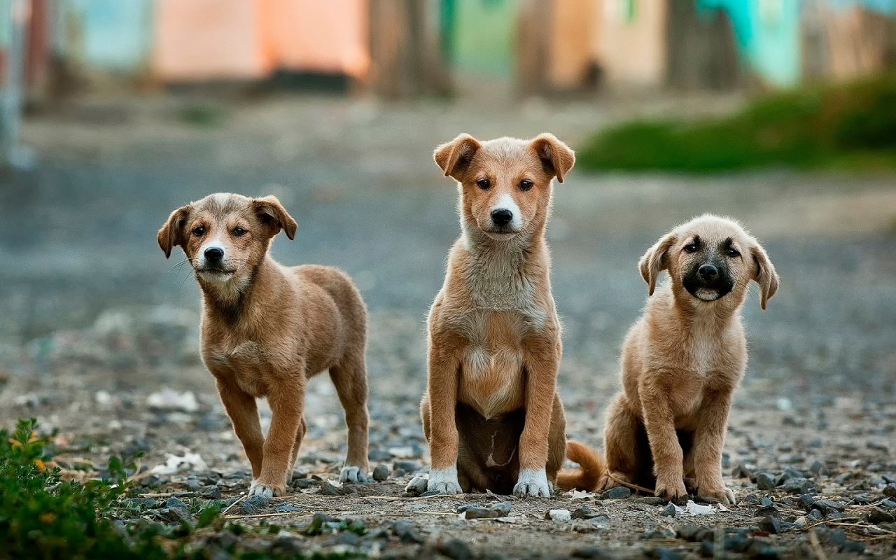 6 cani (5 morti) folgorati dalla corrente: scattano le denunce contro i Sindaci