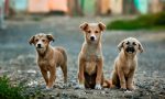 6 cani (5 morti) folgorati dalla corrente: scattano le denunce contro i Sindaci