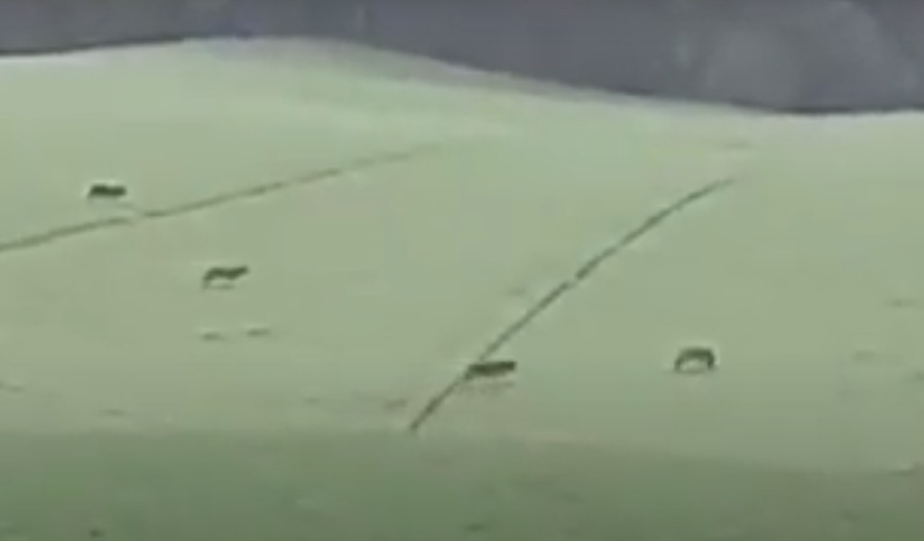 Un branco di sette grossi lupi avvistato nelle campagne piacentine al confine con l’Oltrepò VIDEO
