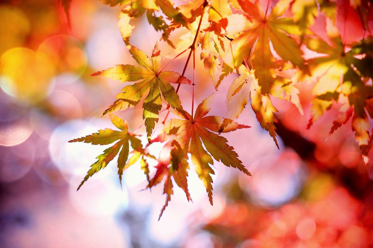 Autunno Pavese Tour 2020: un migliaio le persone che hanno partecipato alle iniziative promosse da imprese locali