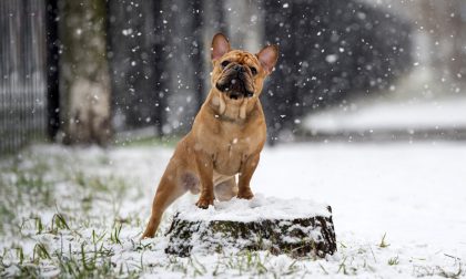 Cosa sappiamo sul mistero dei cani folgorati a Capodanno in Lombardia
