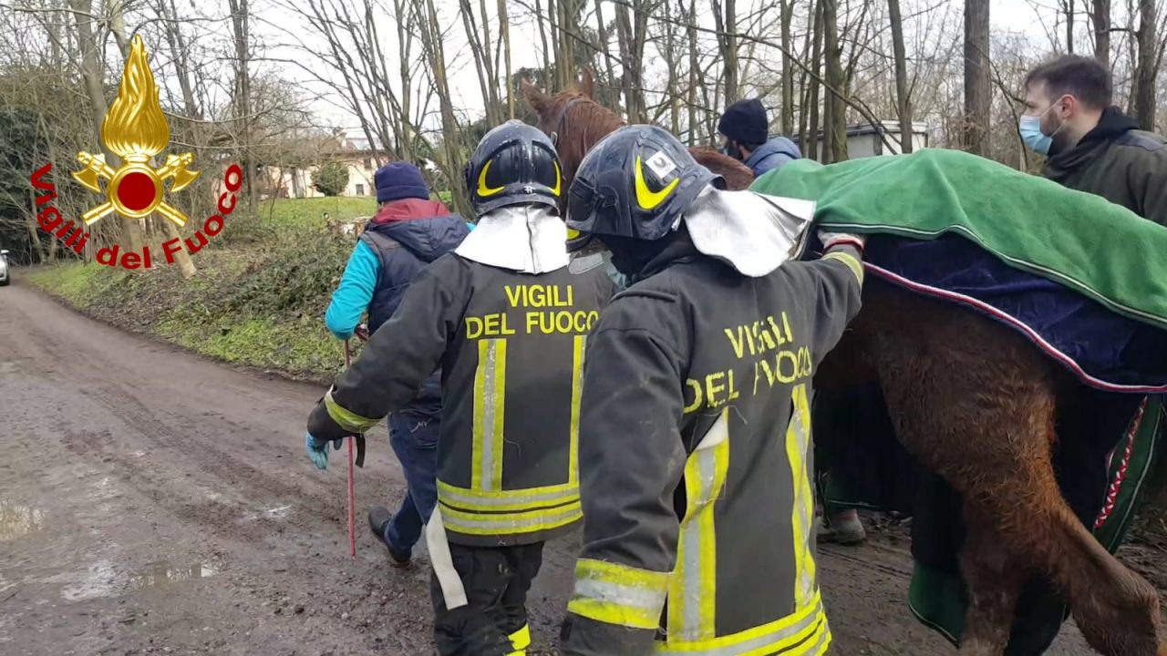 Cavalla cade in un canale adiacente al Ticino, salvata dai Vigili del Fuoco FOTO