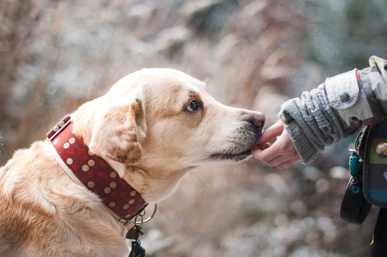 Salgono a otto i cani folgorati (5 morti) dalla corrente dei tombini