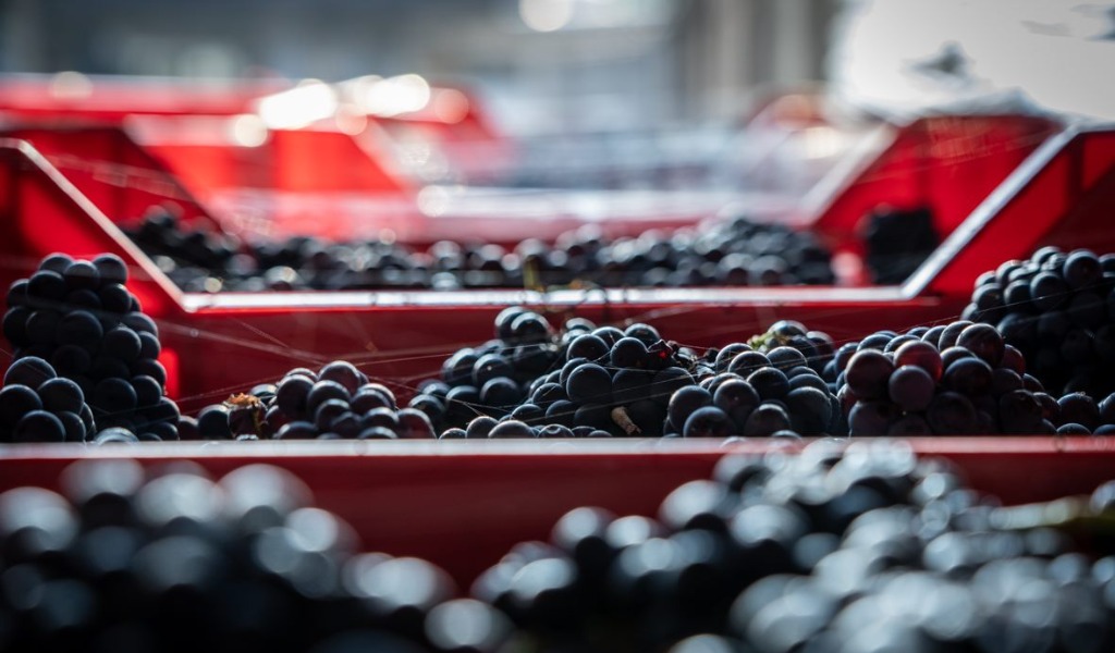 Gli scarti di lavorazione dell’uva diventano prodotti cosmetici