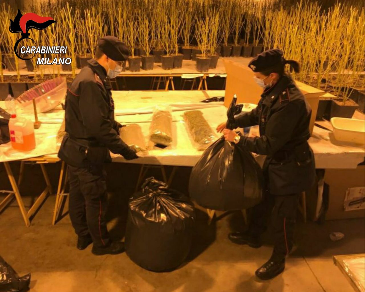 Nel capannone aveva allestito una serra artigianale di marijuana: le foto delle 950 piante