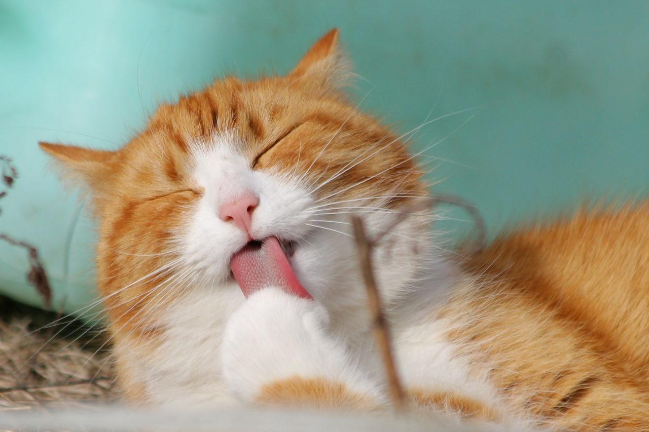 17 febbraio, festa del gatto: sette credenze da sfatare sui nostri amici felini