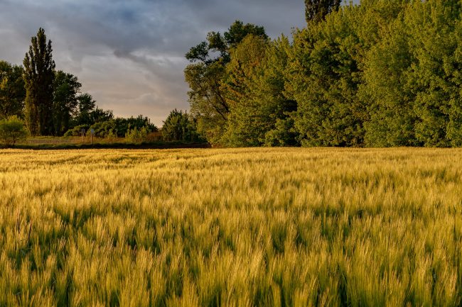 Allerta meteo in provincia di Pavia: mercoledì 10 settembre in arrivo rovesci e temporali