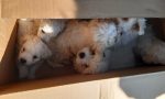 Il video dei cuccioli prigionieri in scatole di cartone sin dalla Romania