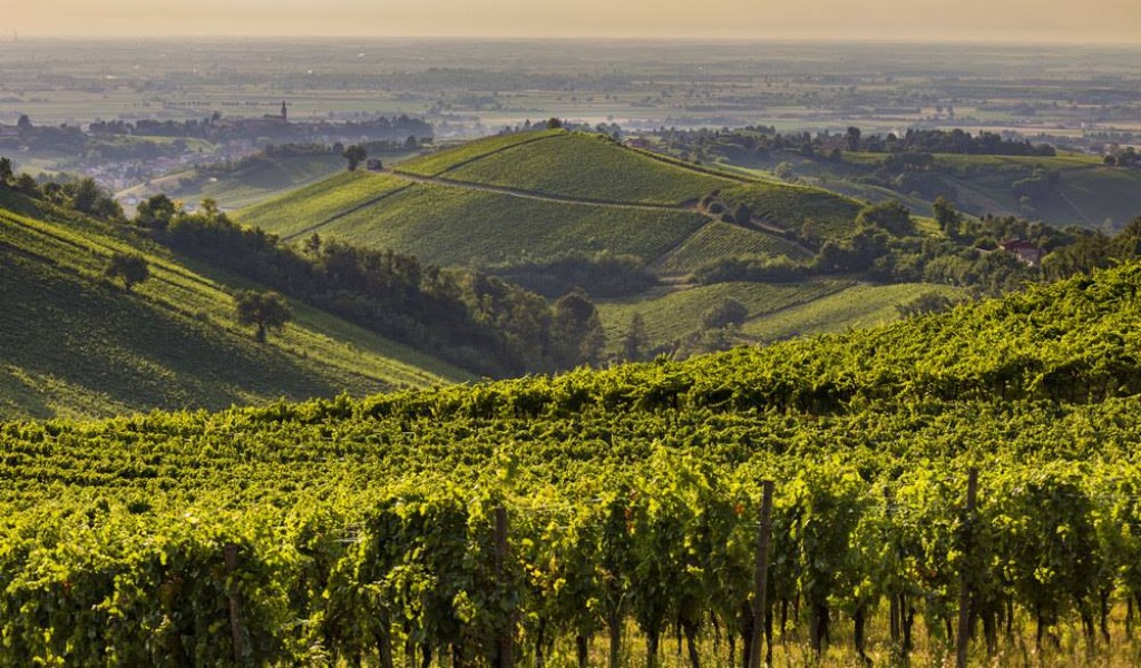 Gilda Fugazza riconfermata ai vertici del Consorzio Vini Oltrepò