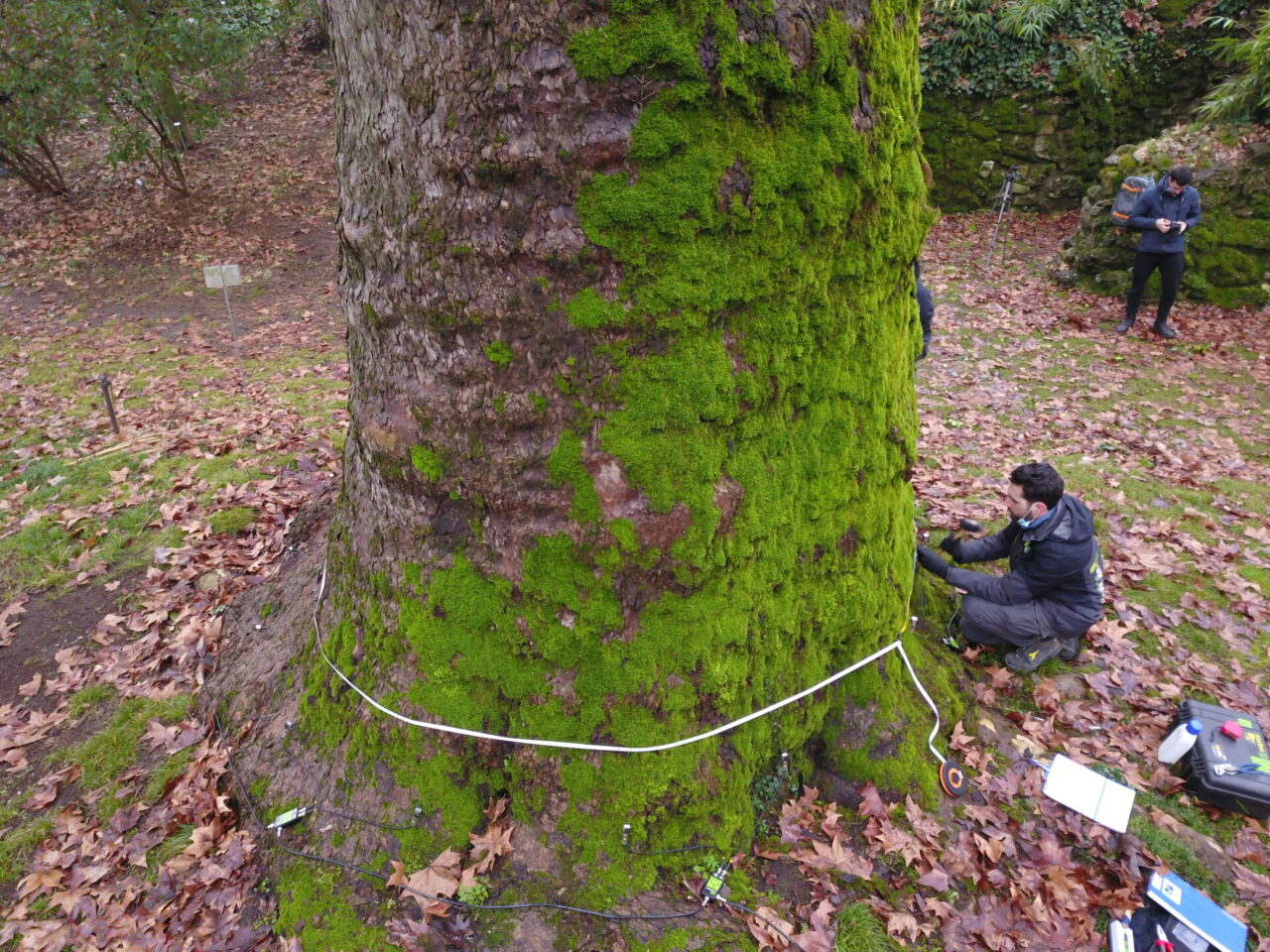 Il Platano di Scopoli dell’Orto Botanico di Pavia gode di ottima salute