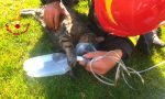 Il video dei Vigili del fuoco che rianimano un gattino con l'ossigeno