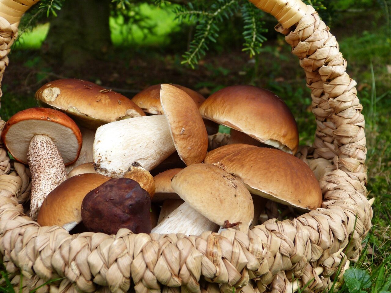 Va in cerca di funghi e trova due chili di hashish