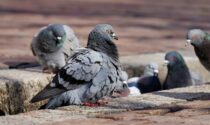 Abbattimento piccioni a Ottobiano: “Iniziativa che va chiarita”