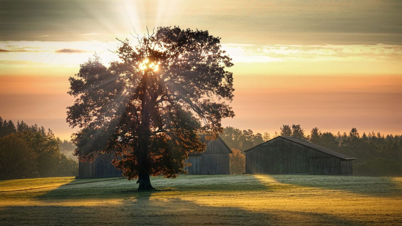 Gelate tardive: Broni chiede lo stato di calamità naturale