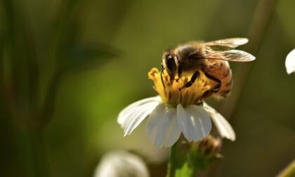 All'Orto Botanico di Pavia due giorni di iniziative per la "Giornata Mondiale delle Api"