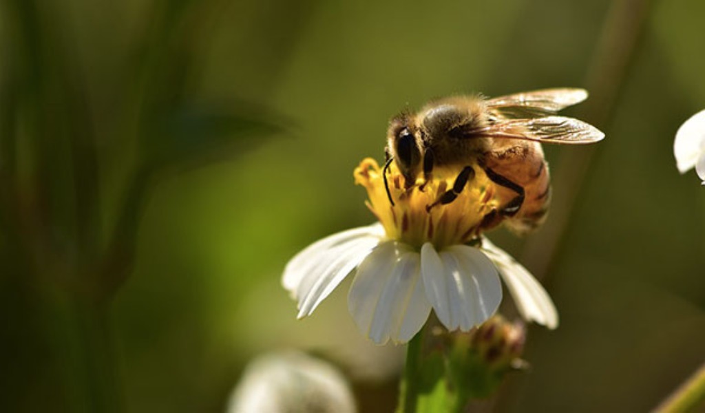 All’Orto Botanico di Pavia due giorni di iniziative per la “Giornata Mondiale delle Api”