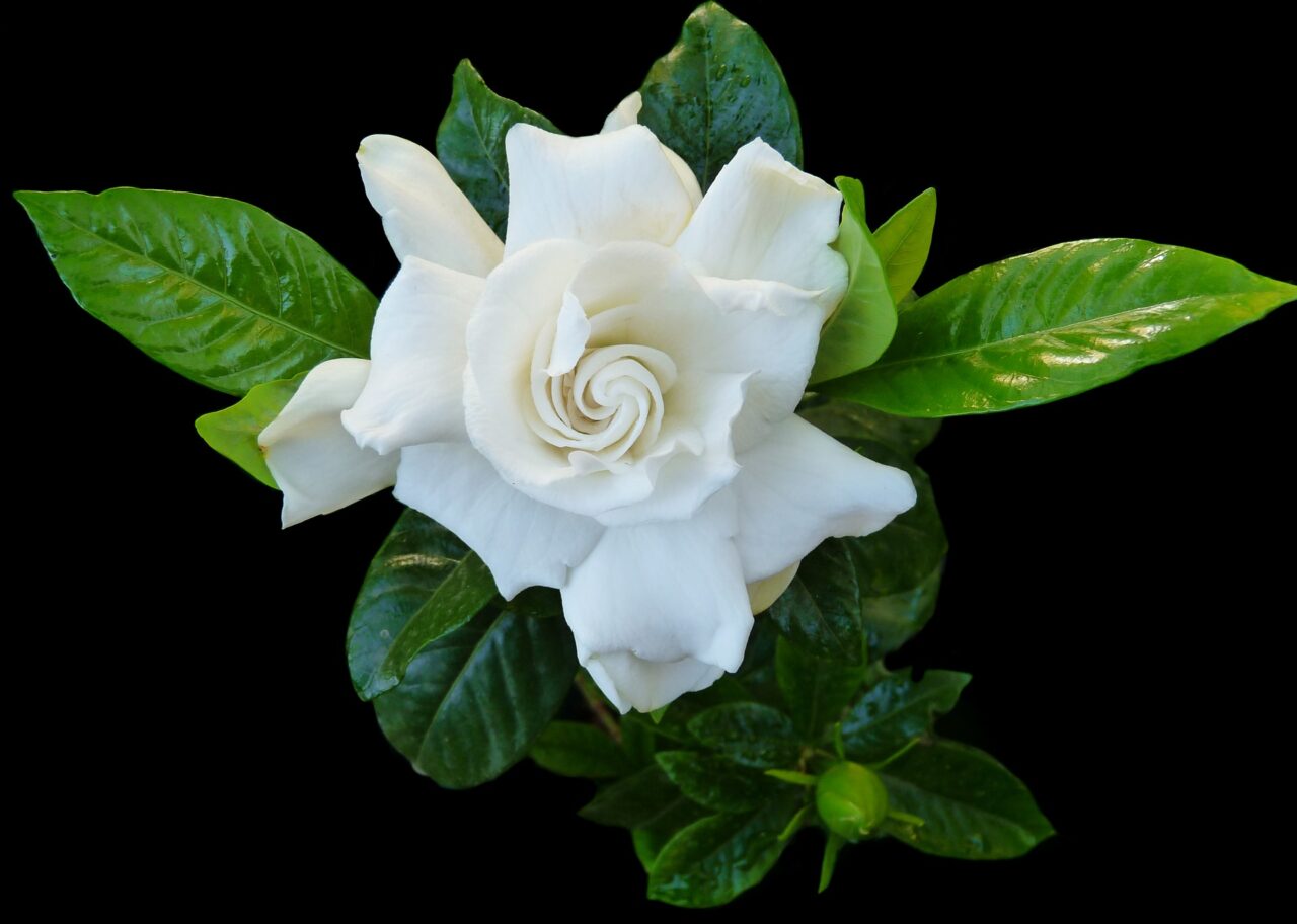 “Bentornata Gardensia”: fermiamo la sclerosi multipla con un fiore