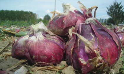 La cipolla rossa di Breme fa gola ai ladri, gli agricoltori organizzano ronde notturne