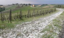 Violenta grandinata in Oltrepò, viti distrutte e danni fino all'80%