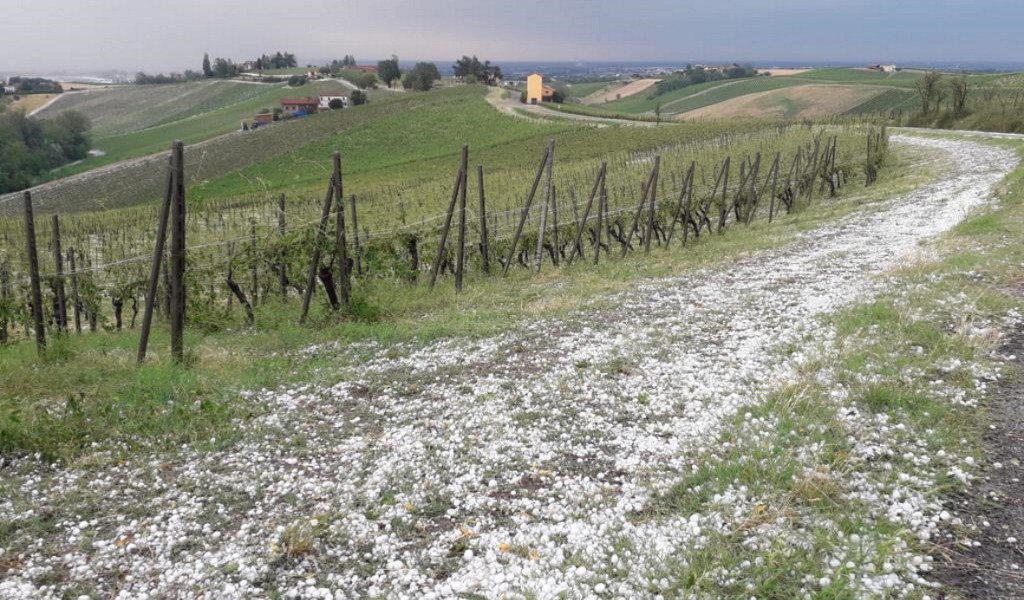 Violenta grandinata in Oltrepò, viti distrutte e danni fino all’80%