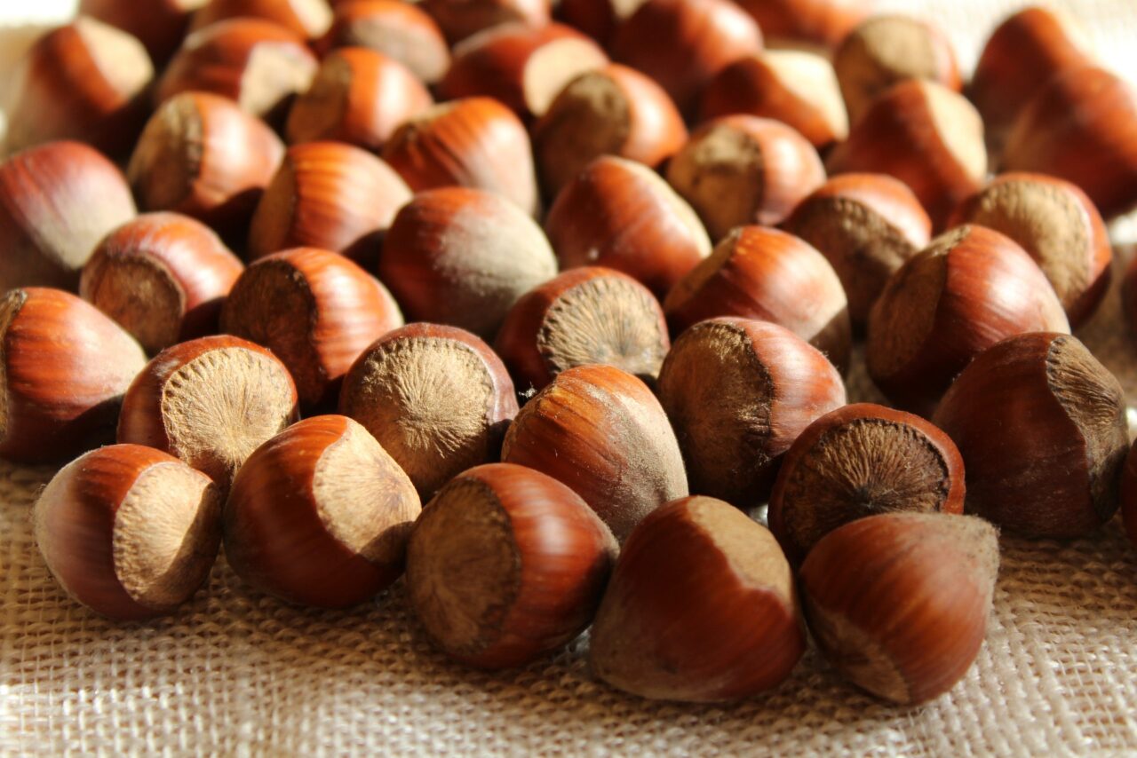 Nocciole: in Lombardia triplicati gli ettari coltivati. Pavia prima per produzione