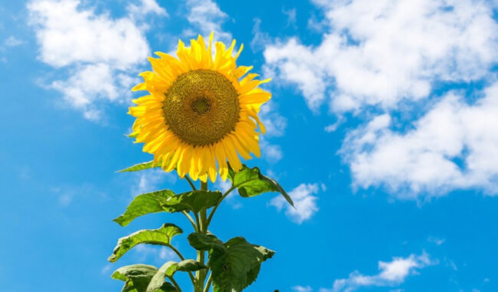 Cieli sereni e tempo stabile in Lombardia (e nel Pavese) | Le previsioni meteo