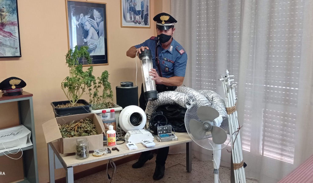 Di giorno operaio e di notte coltivatore di marijuana