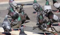 La Lombardia apre la caccia al piccione: 20mila uccelli da abbattere