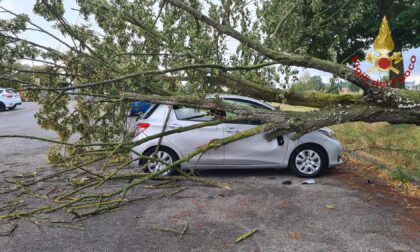 Maltempo nel Pavese: un albero si abbatte su un'auto parcheggiata