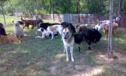 L’Oasi Shangai di Robbio lancia una raccolta fondi per sostenere le profilassi dei cani