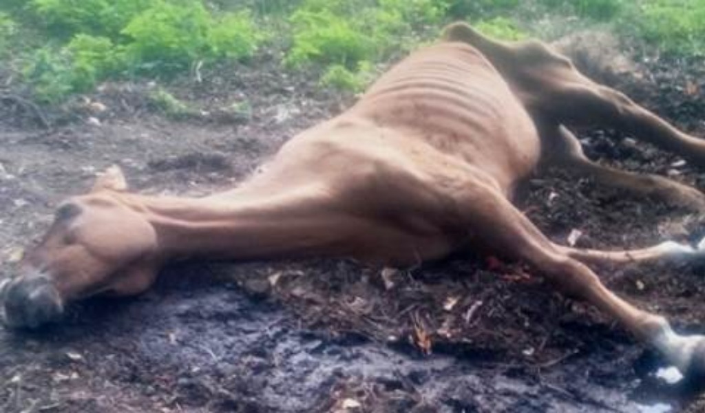 Rocca de’ Giorgi: cavalli trovati in condizioni di abbandono e incuria