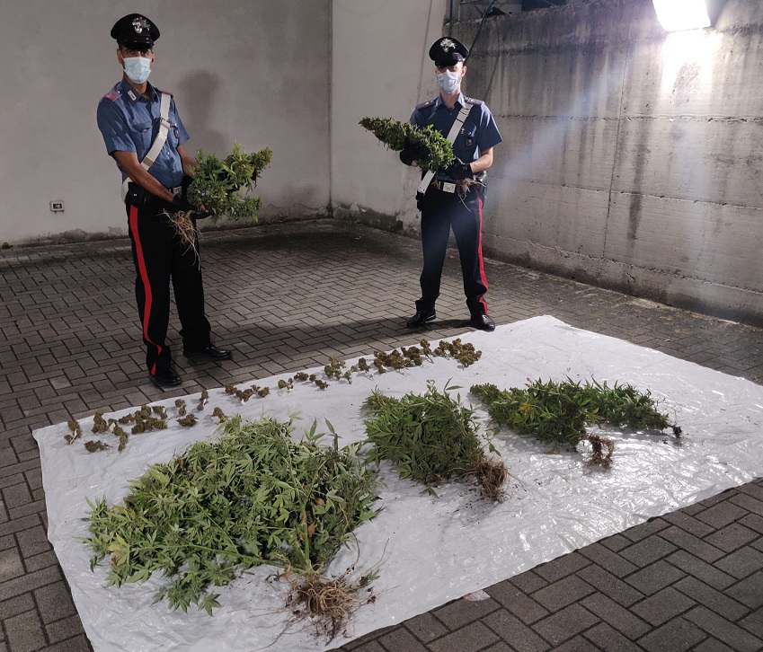 Usava l’orto della nonna per coltivare marijuana, tradito dall’odore