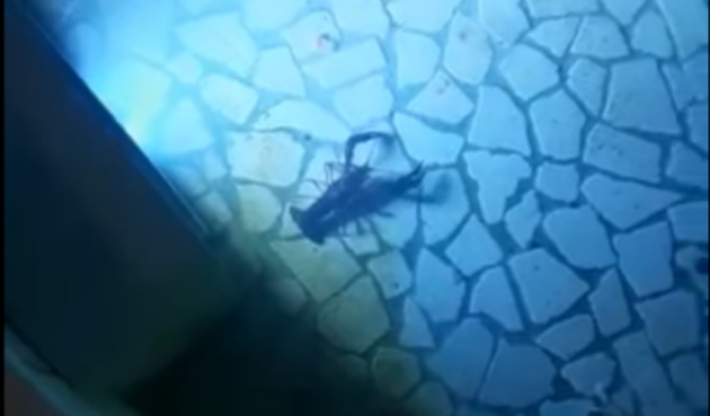 Gamberi della Louisiana nella fontana in piazza: a Pavia qualcuno li mangia