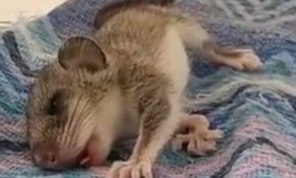 Porta a casa un ghiro e lo uccide intossicandolo con l'antipulci per cani e gatti