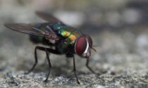 Anomala presenza di mosche in Lomellina: perchè e come difendersi