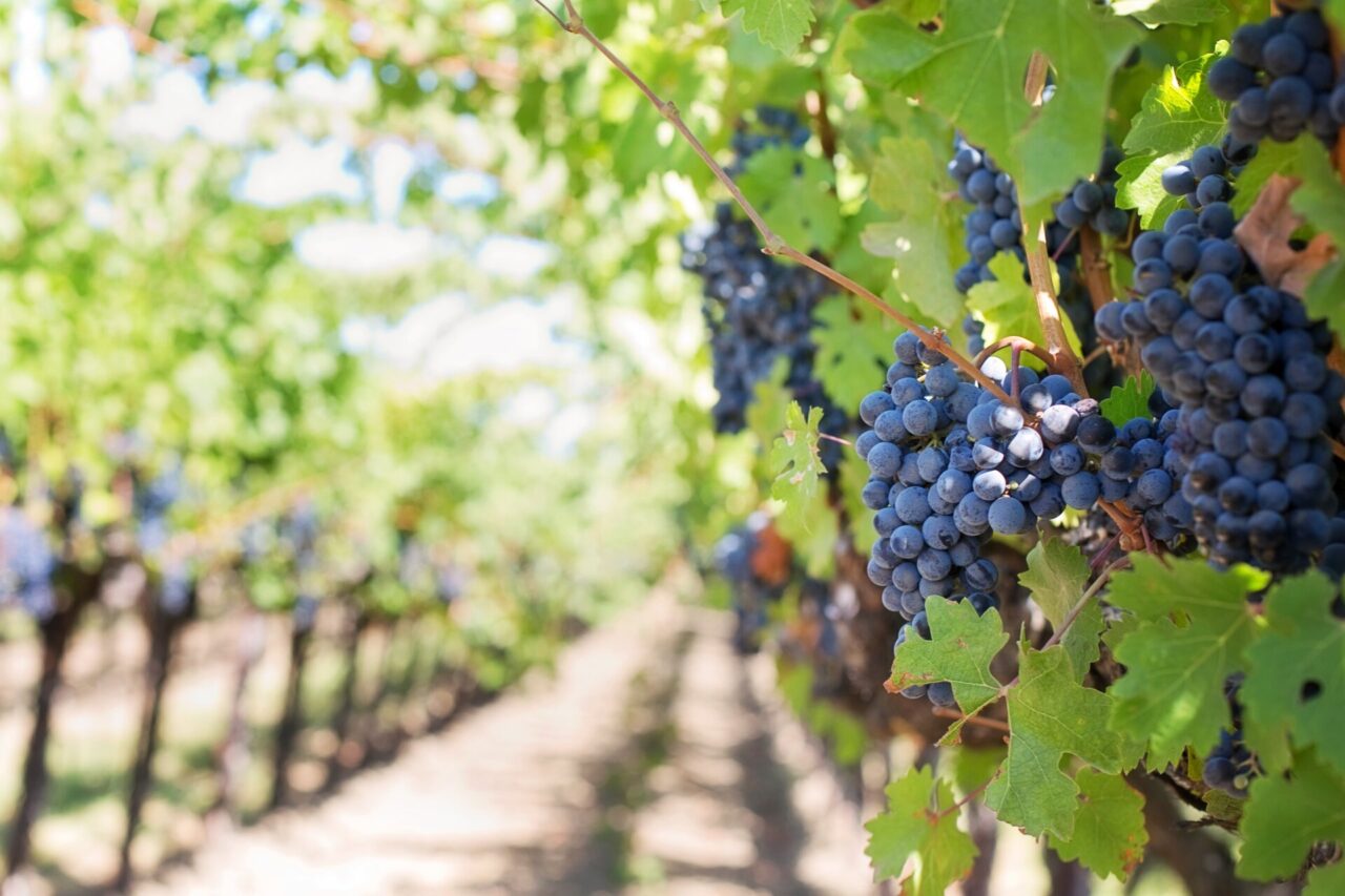 Al via la vendemmia in Oltrepò Pavese: “Ottima qualità”
